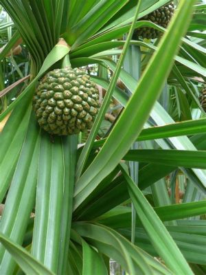  Le Trésor Caché des Plantes Thaïlandaises: Une Symphonie de Vert et d'Exotisme